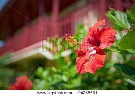 Beautiful red hibiscus flower in hotel garden in front of luxury wooden chalet style villa. Botanic red flower pistil and stamen. Tropical island holidays vacations famous tours.