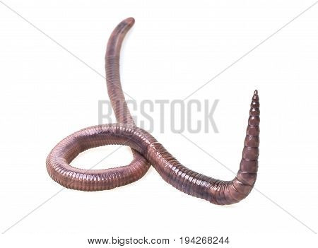 earthworm (Lumbricus terrestris) close up isolated on a white