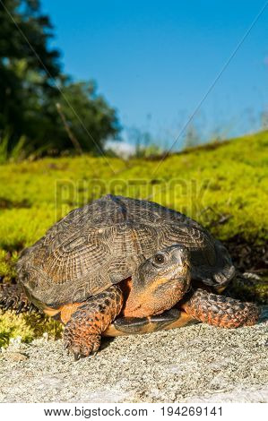 A close up of a Wood Turtle in the wild