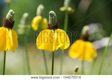 Macro of a happy yellow flower with bokeh