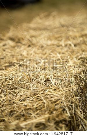 Hay