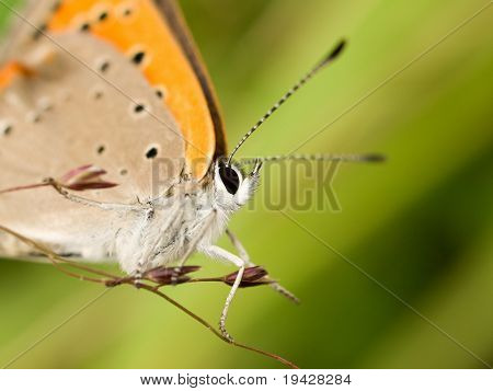Makro eines orange Schmetterlings - kleine Kupfer (Lycaena Phlaeas)