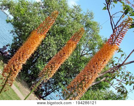 Eremurus pinokkio flower on shore of the Lake Ontario in Toronto Canada July 3 2017