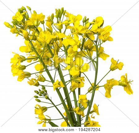 rapeseed flowers close up isolated on white background