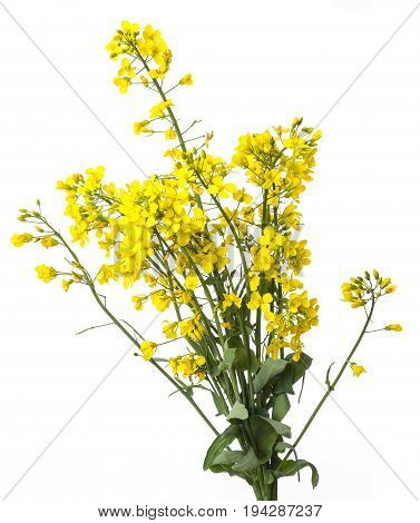 a rapeseed plant isolated on a white