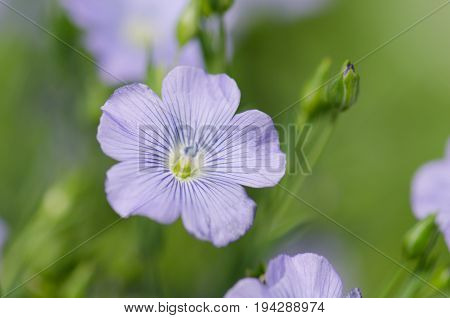 Flax Blue Flowers Close Up. Blue Flax Or Lint