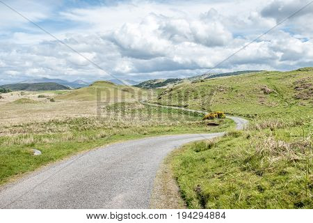 Scottish single track road with broom on a moor in the highlands, uk
