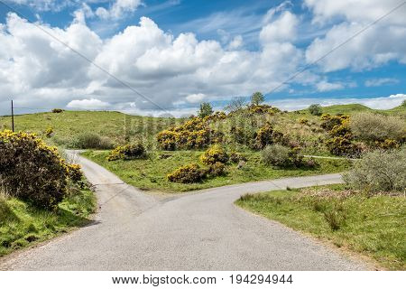 Scottish single track road with broom on a moor in the highlands, uk