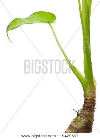 ornamental night-scented Lily stem and leaf ( Alocasia odora ) isolated on white