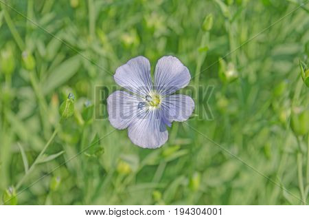Linum Perenne Perennial Flax . Blue Flowers Of Flax