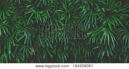 Green Leaves Background,soft And Vintage Color Tone