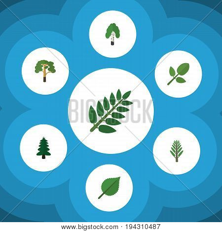 Flat Icon Natural Set Of Acacia Leaf, Linden, Timber And Other Vector Objects. Also Includes Tree, Acacia, Spruce Elements.