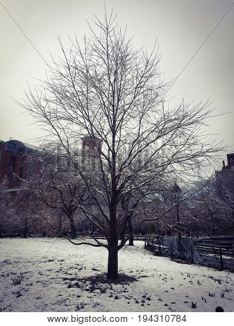Tree and snow in winter at Washington square park in vintage style