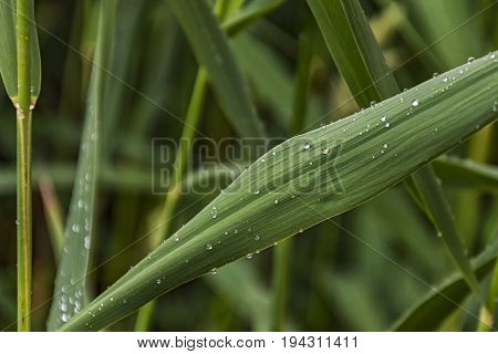On a green leaf of a cane sprinkled drops of dew
