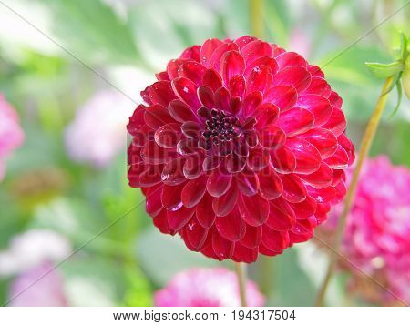 beautiful red pink flower closeup in garden summer