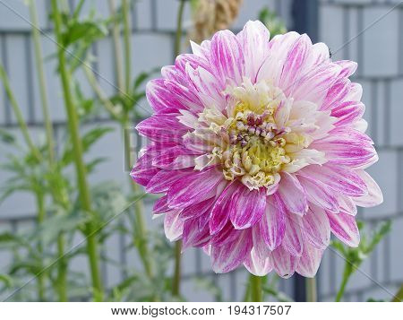 beautiful pink flower closeup in garden summer