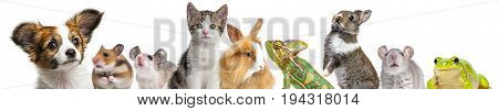 cute animals isolated over a white background