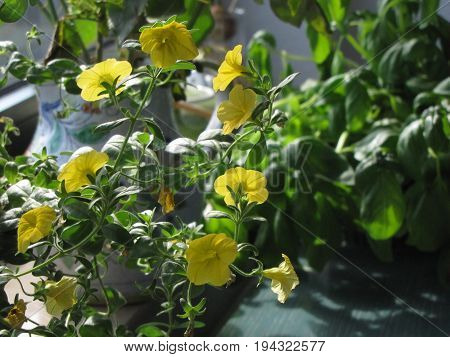 yellow rose  nature flower background plant  fresh