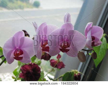 pink rose Orcadia nature flower background plant