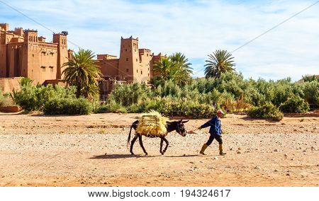 Ait Benhaddou Morocco - May 11 2017: Moroccan Berber man walking past the ancient village of Ait Benhaddou with his donkey loaded with hay.