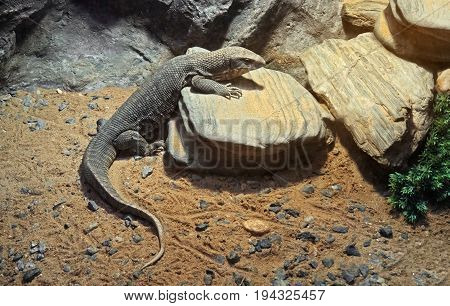 Closeup Savannah Monitor on Stone with Sunlight