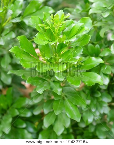 Tree and Plant Green Leaves of Murraya Paniculata or Orange Jessamine for Garden Decoration.