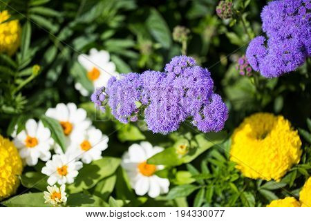 Flowering ageratum in a garden, summer, gardening