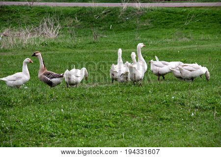 Flock of geese grazing on grass in spring field.