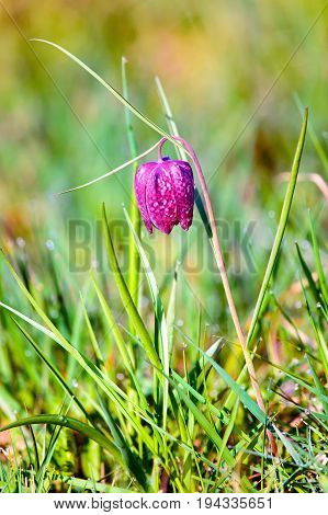 Beautiful snake's head (Fritillaria meleagris) in blooming.