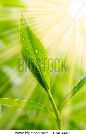 Tea tree (Thea sinensis). The leaves have been used in alternative medicine and other medical systems to treat asthma, angina pectoris, peripheral vascular disease, and coronary artery disease.