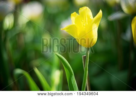 Yellow Tulip. Beautiful Bouquet Of Tulips. Colorful Tulips. Tulips In Spring,colourful Tulip,vintage
