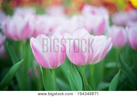 Tulip. Beautiful Bouquet Of Tulips. Colorful Tulips. Tulips In Spring,colourful Tulip,vintage Tone