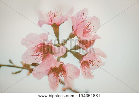 Cherry Blossom Or Sakura Flower Soft Focus And Blur In Vintage Style For Background