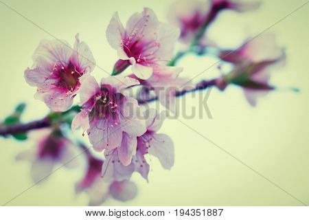 Cherry Blossom Or Sakura Flower Soft Focus And Blur In Vintage Style For Background
