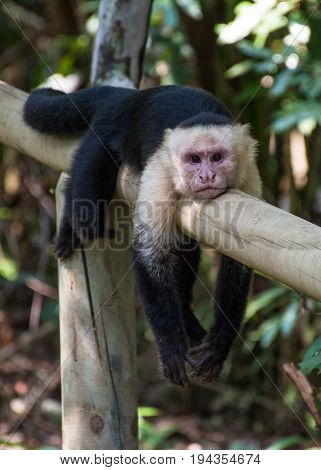 White headed monkey bored and resting in Manuel Antonio National Park