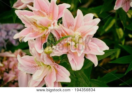 Lilium (members of which are true lilies) is a genus of herbaceous flowering plants growing from bulbs, all with large prominent flowers