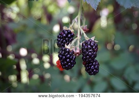 Blackberries ripen on a thornless blackberry plant in a garden in Joliet, Illinois during August.