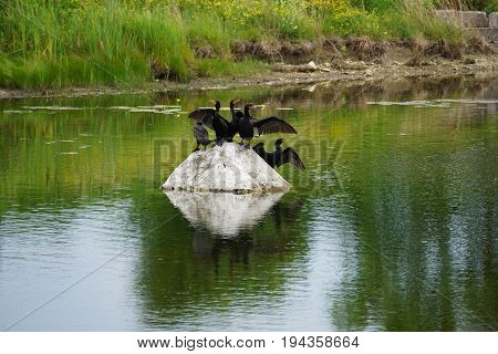 A flock of double crested cormorants (Phalacrocorax auritus) sits on a rock in a retention pond in Plainfield, Illinois during June.