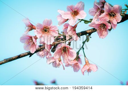Cherry Blossom Or Sakura Flower Soft Focus And Blur In Vintage Style For Background