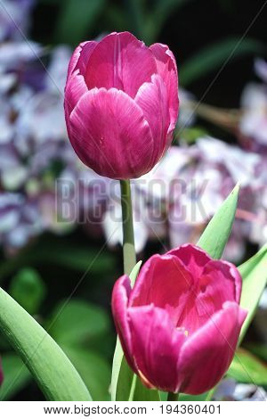 The tulip is a Eurasian and North African genus of herbaceous, perennial, bulbous plants in the lily family