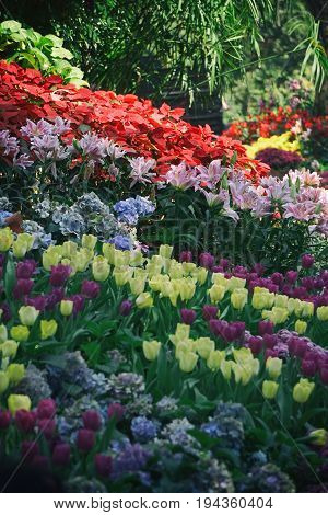 The tulip is a Eurasian and North African genus of herbaceous, perennial, bulbous plants in the lily family