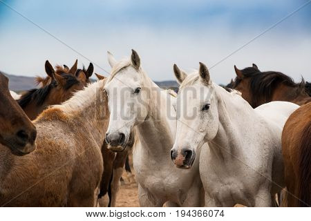 Two white horses in herd on prarie