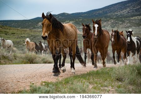 Bay horse leading herd of horses running along dirt road