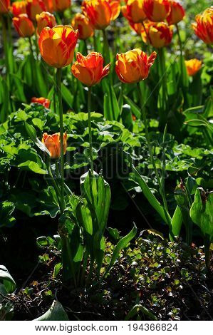 Orange flower tulip Liliaceae in the garden