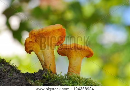 Collecting chanterelle mushroom in the forest. CANTHARELLUS CIBARIUS in moss with green background. Collecting mushrooms and preparing food.