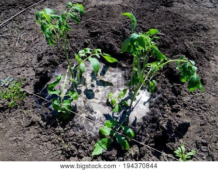 Recently planted tomato bushes are abundantly flooded with water