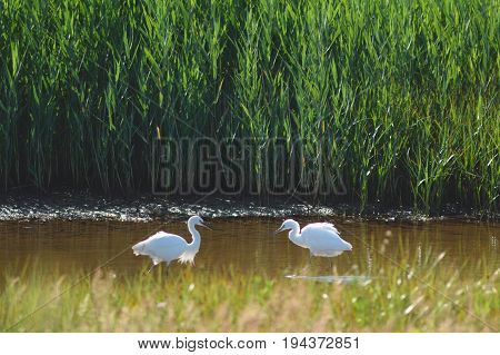 Two little egrets in Seaton Wetlands Devon