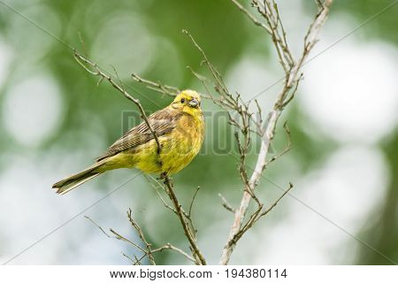 Oatmeal on a branch beautiful bird Russia village summer Emberiza citrinella