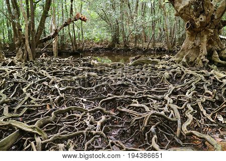 Amazing tree roots spread throughout the mangrove forest, Trat Province of Thailand