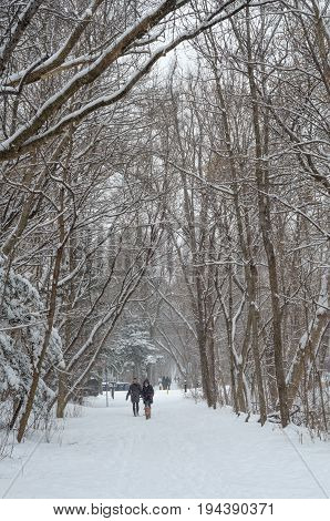People walking in Beltline Trail. The Beltline Trail is a 9 km cycling and walking trail in Toronto Ontario Canada. Winter time